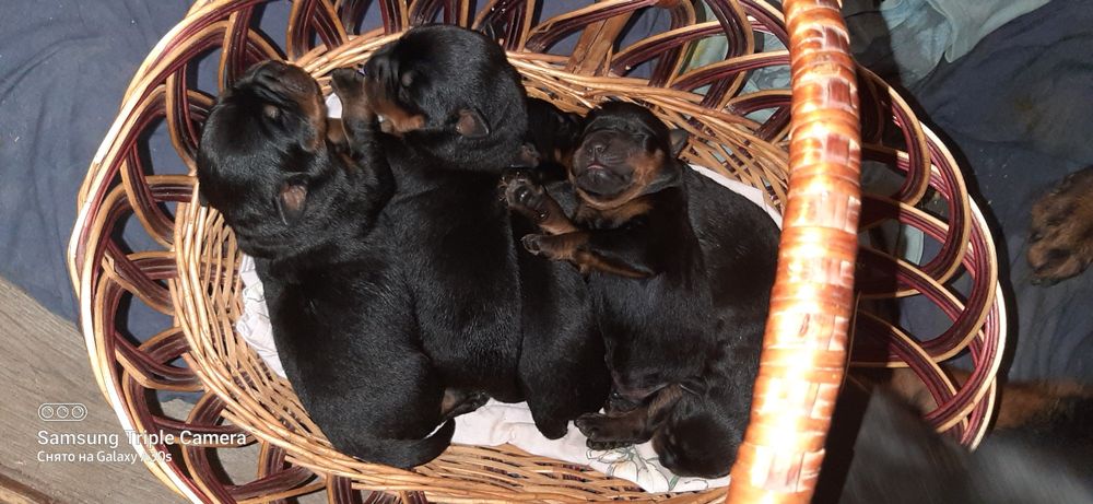 Щенки ротвейлера