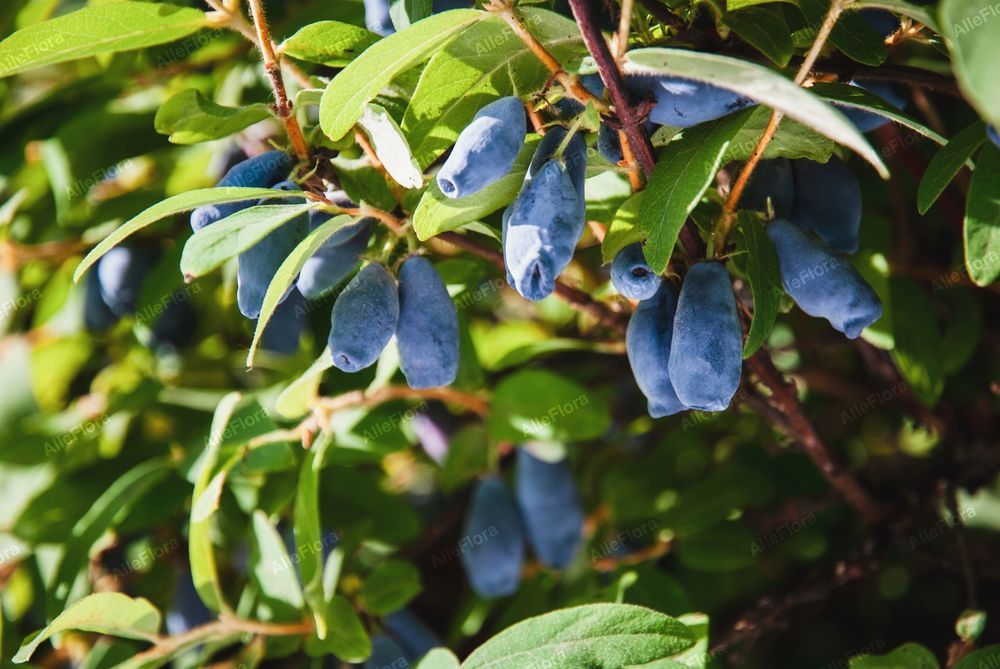 Jagoda kamczacka 'Karina' Plenna duże owoce (Lonicera caerulea)