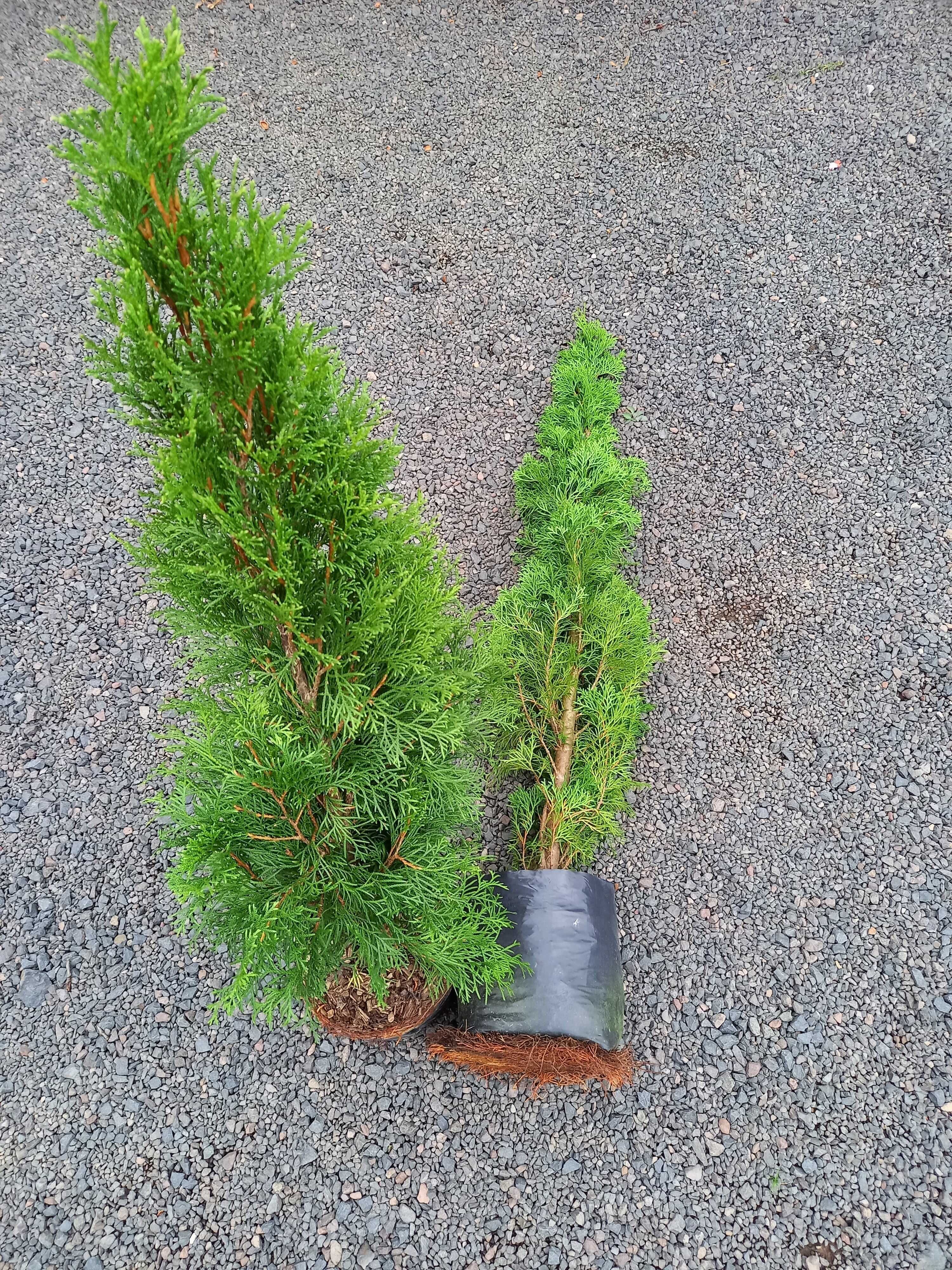 Thuja Tuja Szmaragd 100-120 cm donica 5 l SUPER JAKOŚĆ