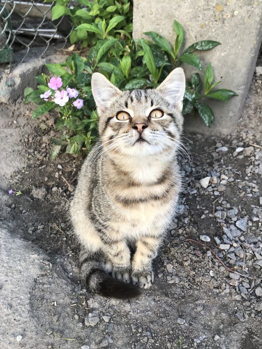 Котик 4 міс. хлопчик тигровий