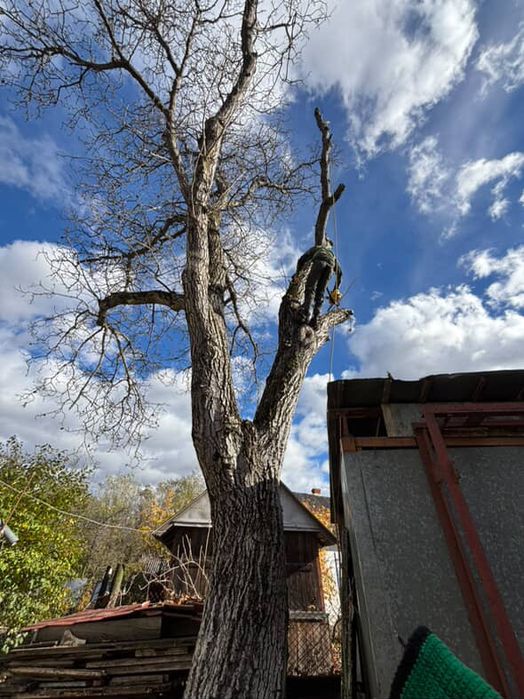 Зрізання дерев, розчистка ділянок
