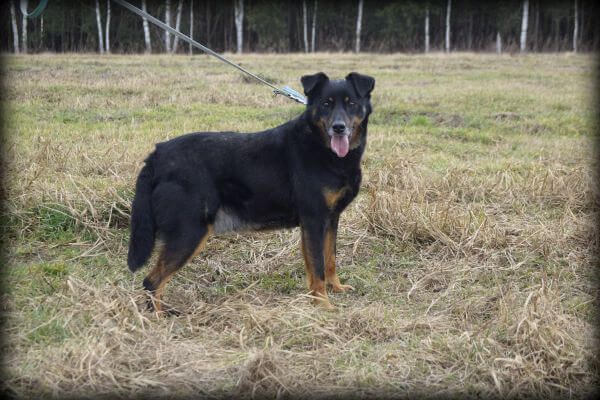 Dyzio - kochany piesek do adopcji