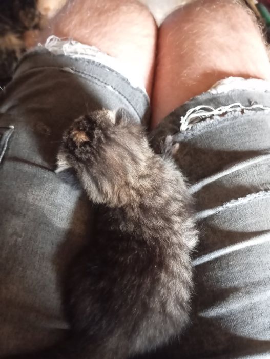 Oddam kotki w dobre ręce