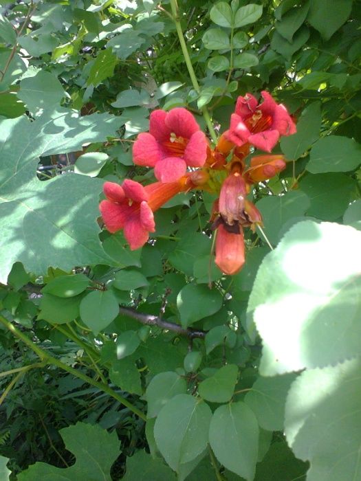 Кампсис капсис (текома), вьющееся растение