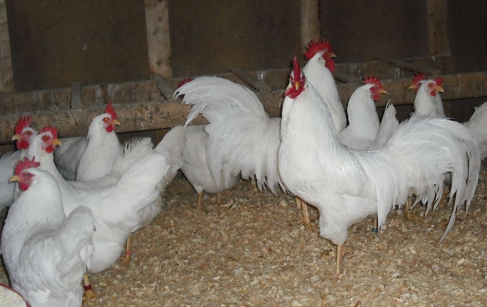 Kury leghorn nioski Z Jajkiem Kazimierz Górniczy