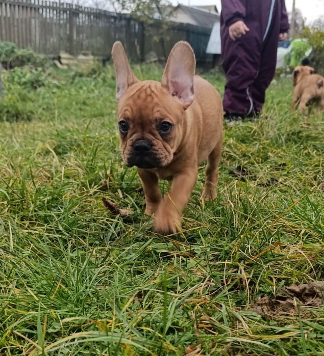 Французький бульдог