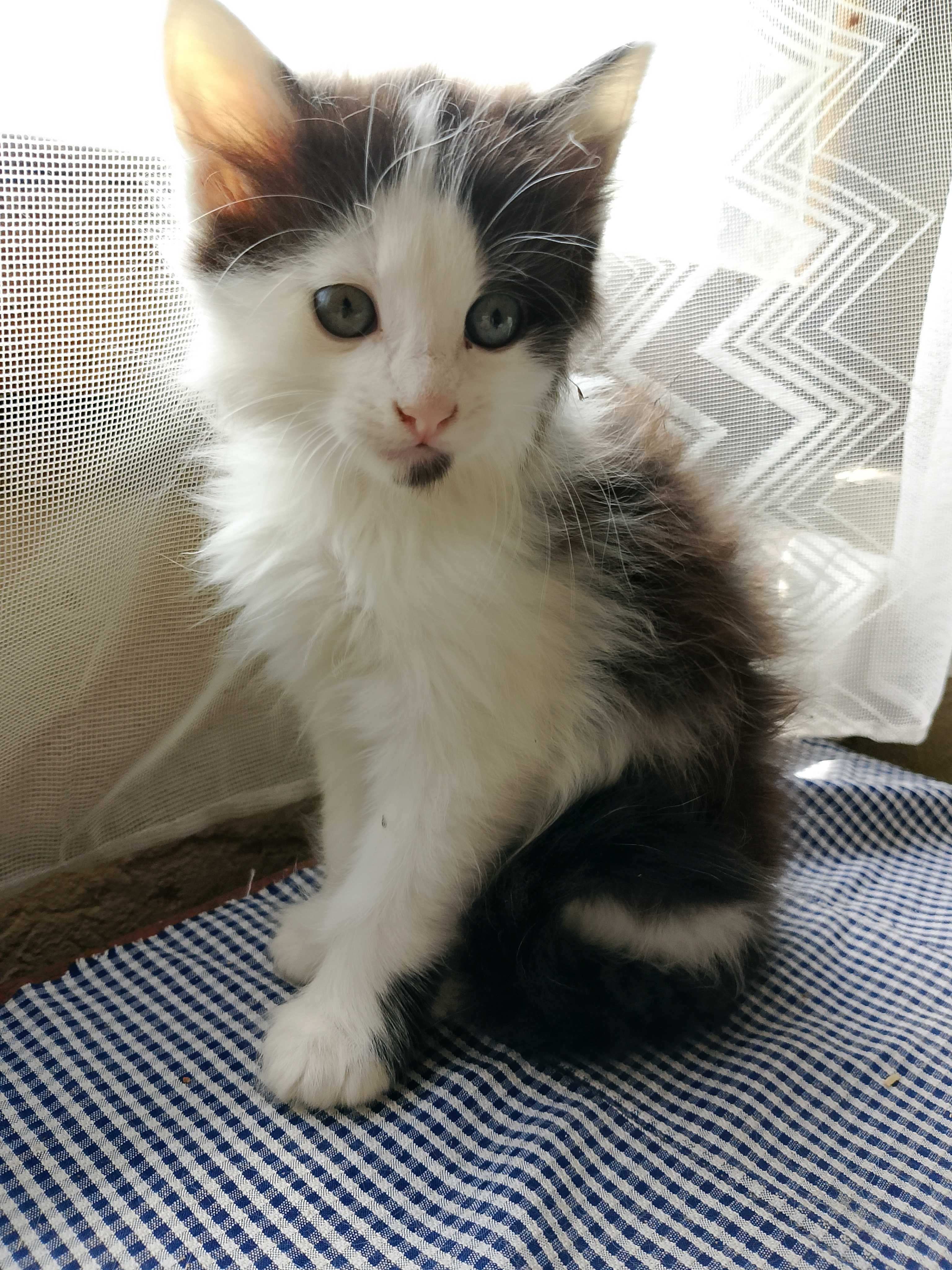 Кошенята безкоштовно