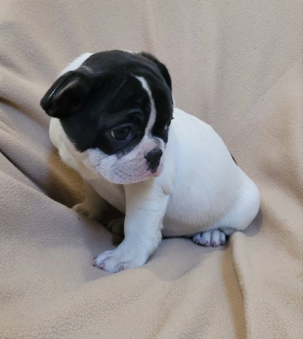 Cachorrinha Bulldog