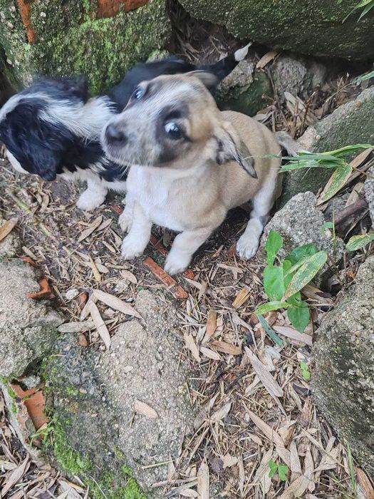 cachorrinhos para adopção por quem tiver condições económicas