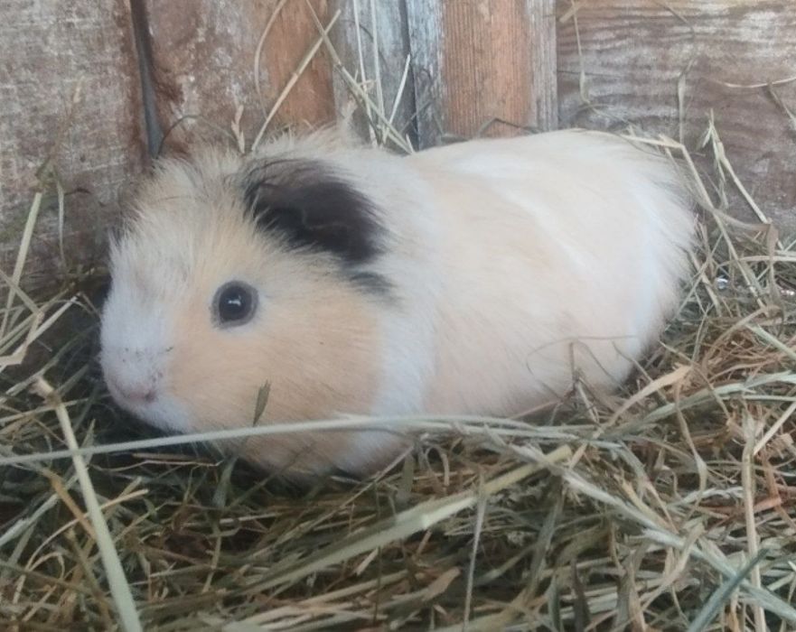 Продам морську свинку