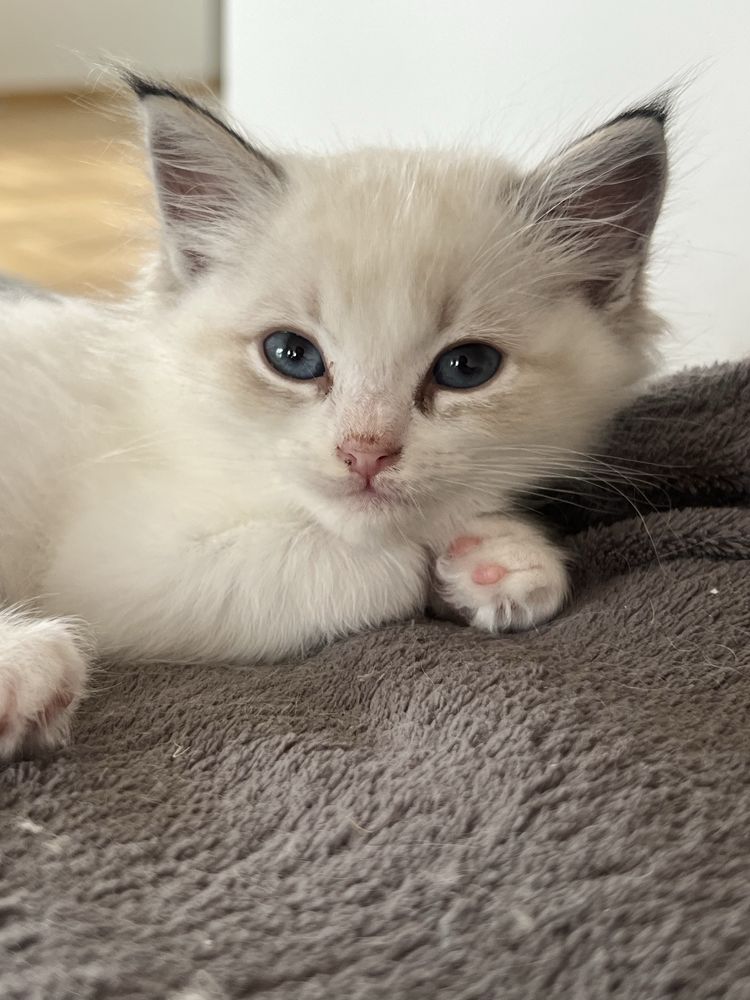 Kotka Ragdoll puszysty maluch z rodowodem