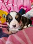 **WELSH CORGI CARDIGAN **sunia tricolor do rezerwacji