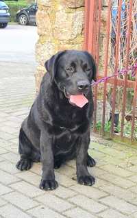 Labrador - roczny czarny piesek do bezpłatnej adopcji