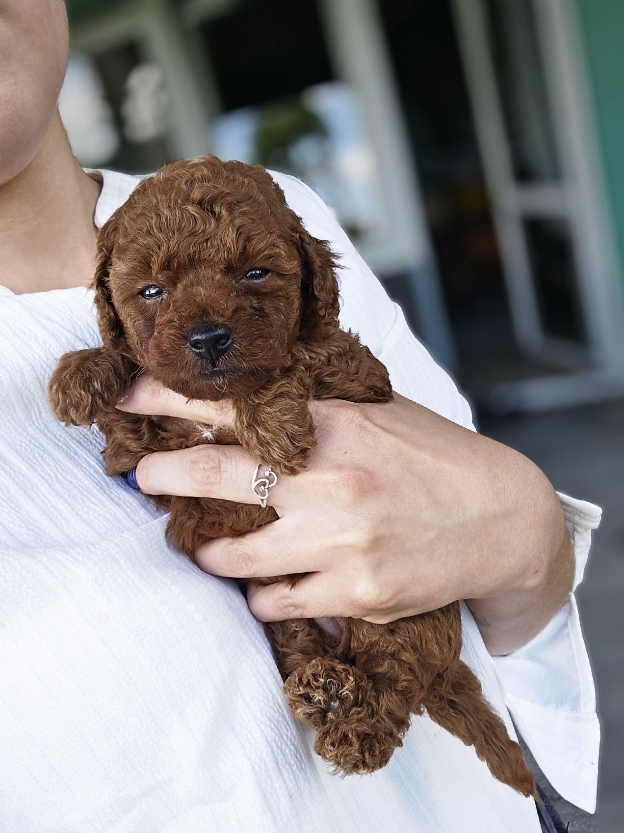 Pudel toy red brown dziewczynka