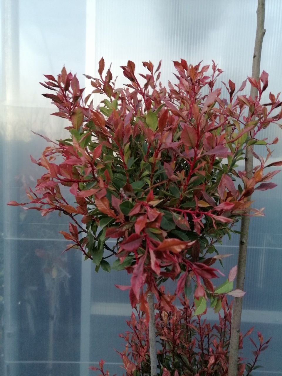 Głogownik BONSAI "Chico" szczepiony (Photinia) Czerwone Młode Liście.