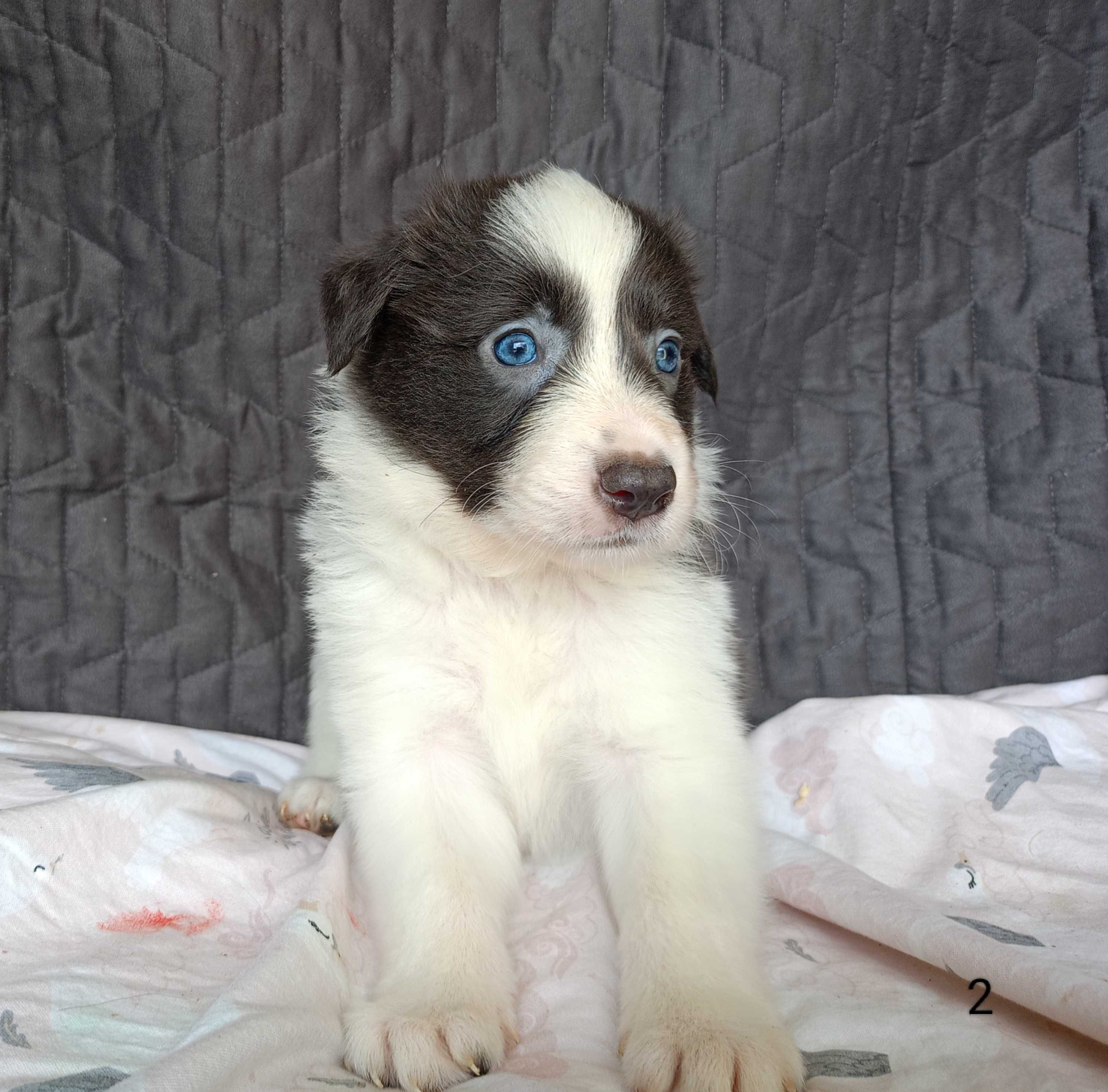 Border Collie piesek niebiesko-biały