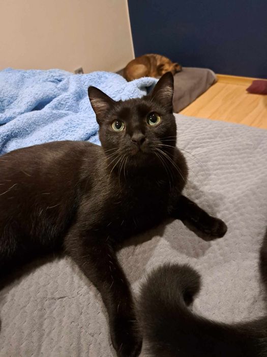 Wycofany kotek szuka wyrozumiałego człowieka