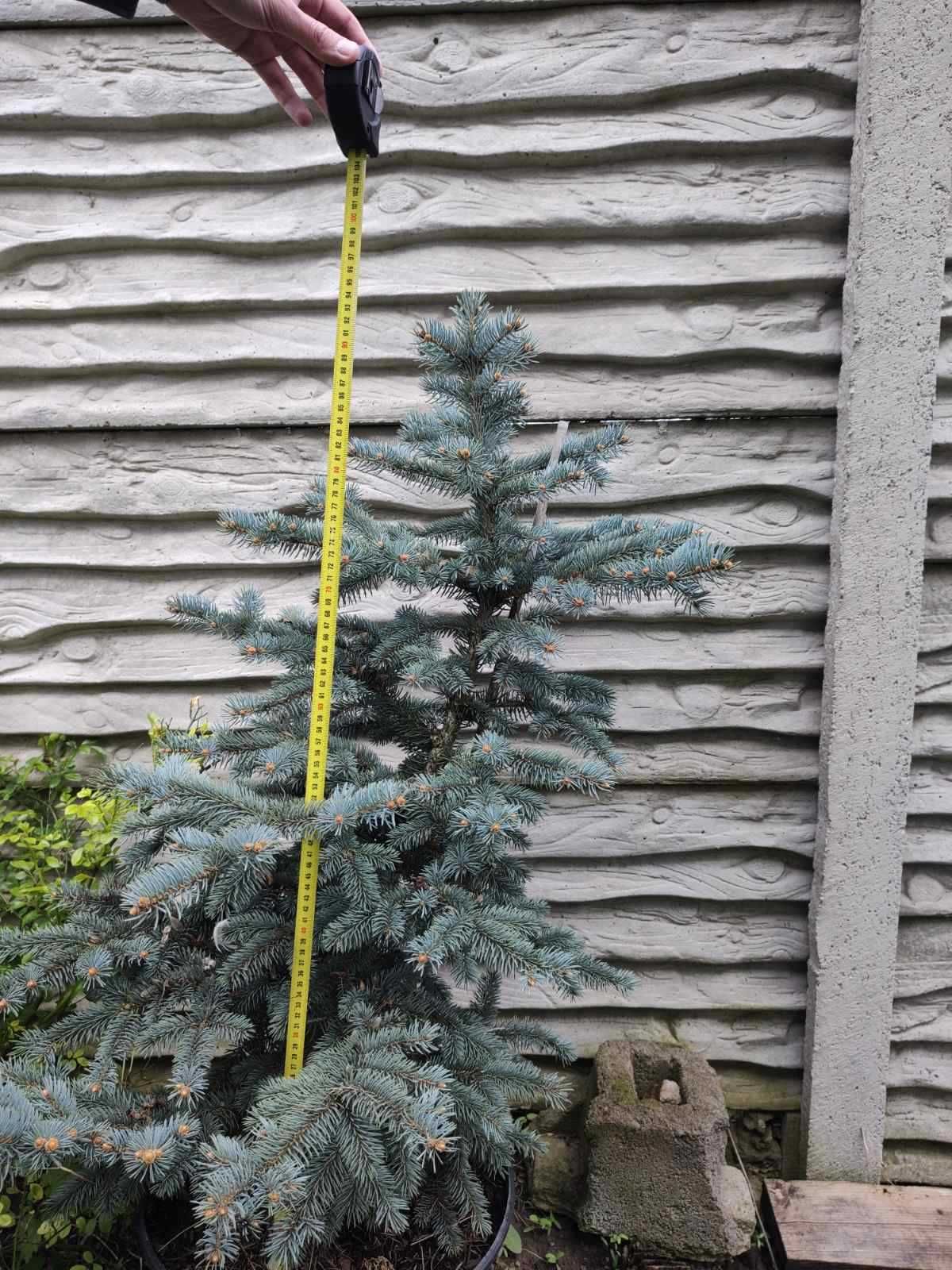 Picea pungens "Bialobok" (Ялина колюча Белобок) 103 см в горшке