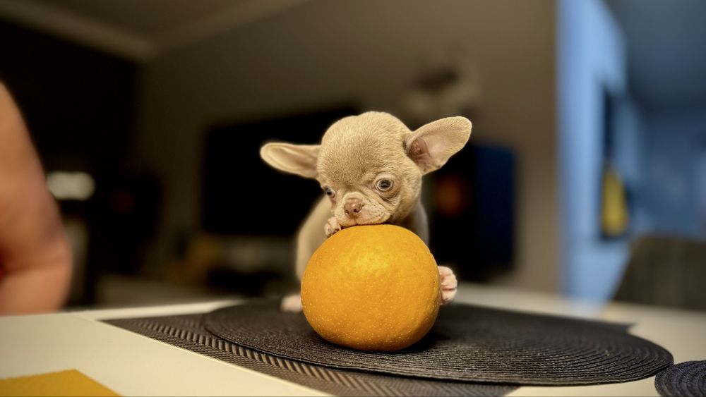 LILIOWY przepiękny piesek chihuahua XXS