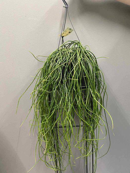 Rhipsalis floccosa