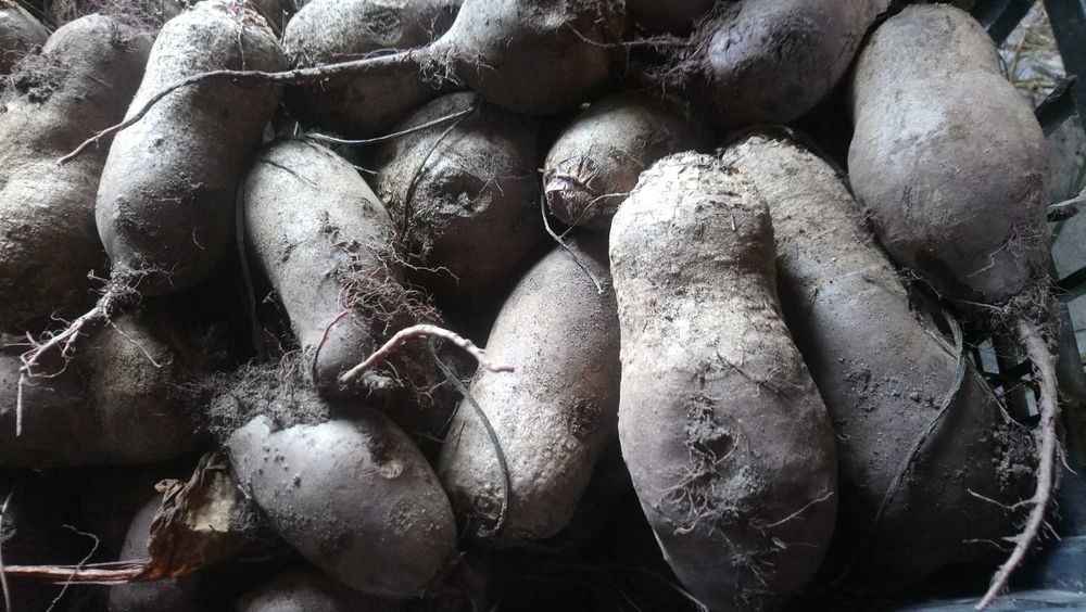 Продам домашні овочі.