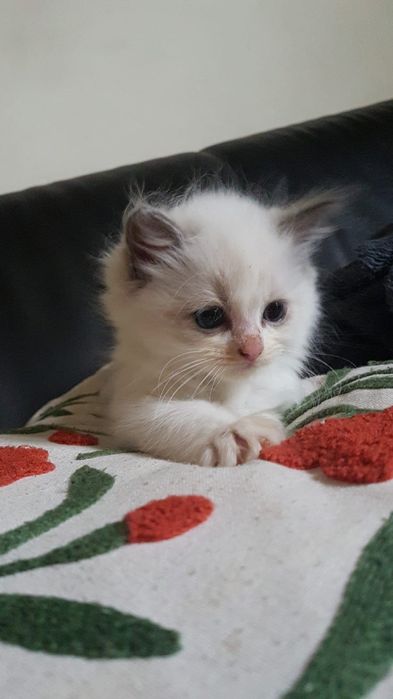 Ragdoll kocięta z domowej hodowli – rodowód FPL, zachipowane.