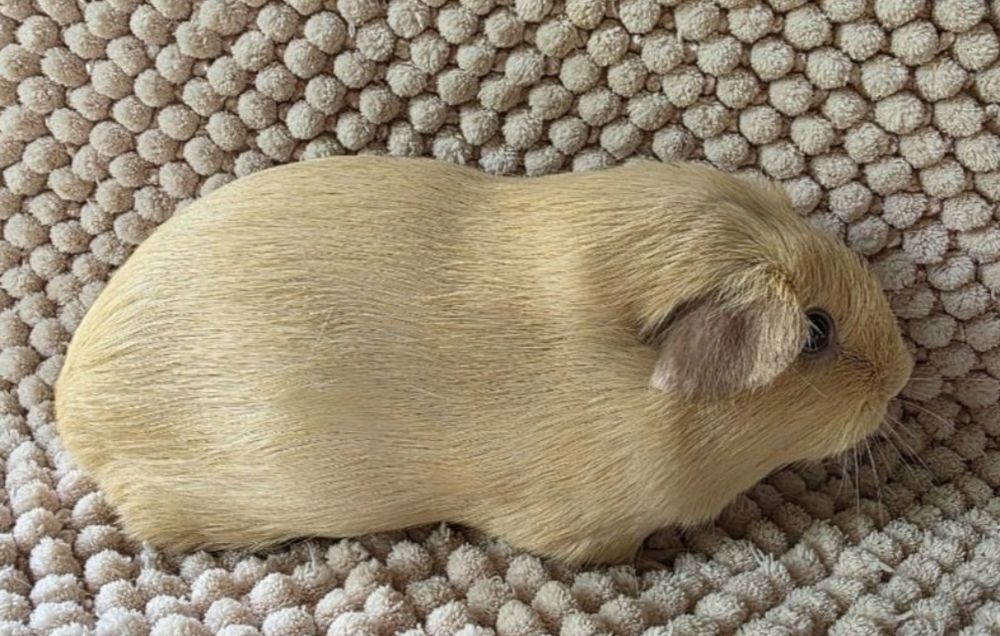 Дівчинка Кремовий Англійський селф морская свинка