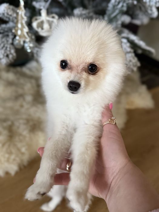 Шпіц , дівчинка 4 міс