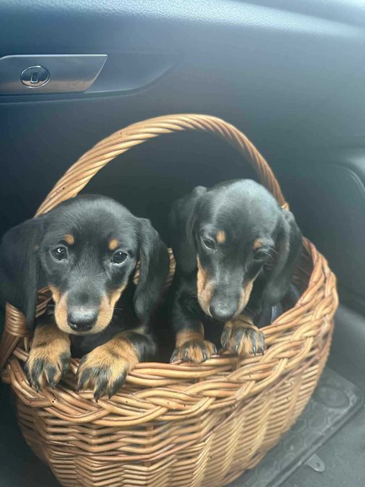 Jamnik krótkowłosy piesek