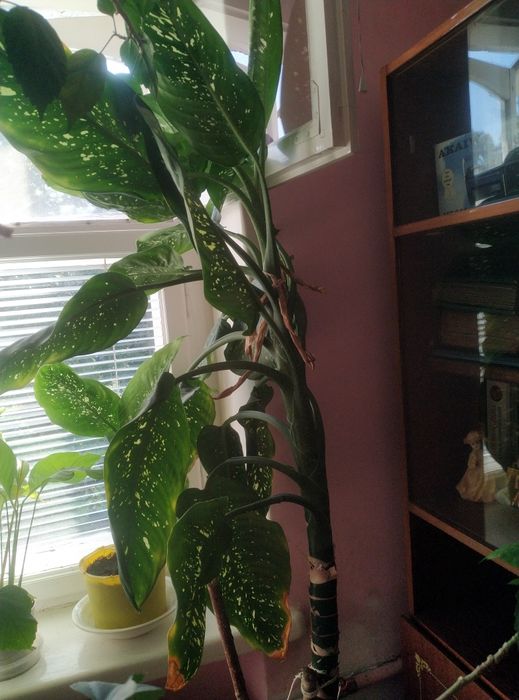 Кімнатні рослини