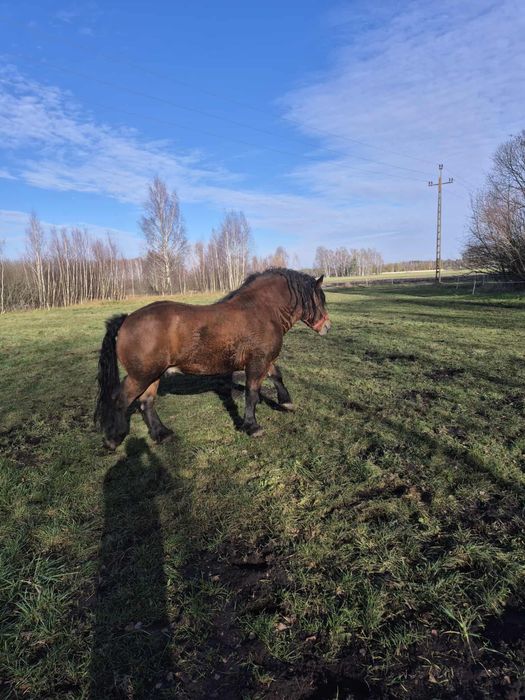 Sprzedam lub Zamienie Ogier typ Sokólski