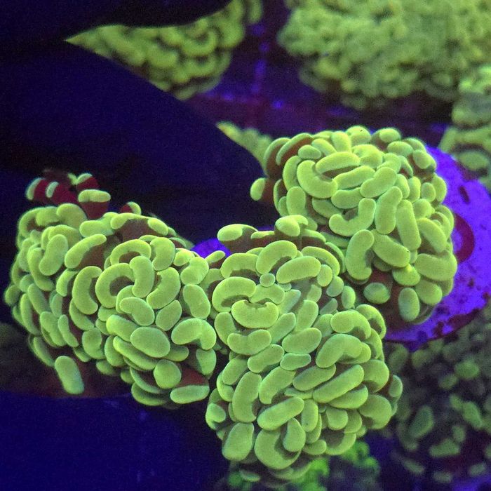 Euphyllia Paraancora Gold 3 głowy