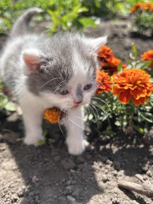 Віддаємо кошенят у добрі руки БЕЗКОШТОВНО