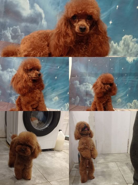 Pudel miniaturowy Red Braun po rodzicach toy