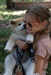 Akita inu akita japońska suczka po Championie zkwp gotowa do odbioru