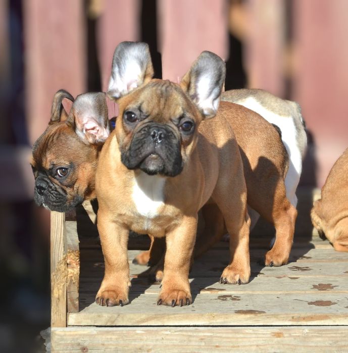 Щенки французского бульдога с родословной КСУ