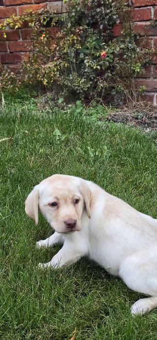 Labrador Retriever dziewczynka