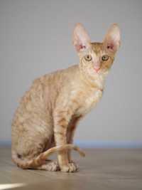 Cornish Rex, kocurek Baranek szuka swojego człowieka