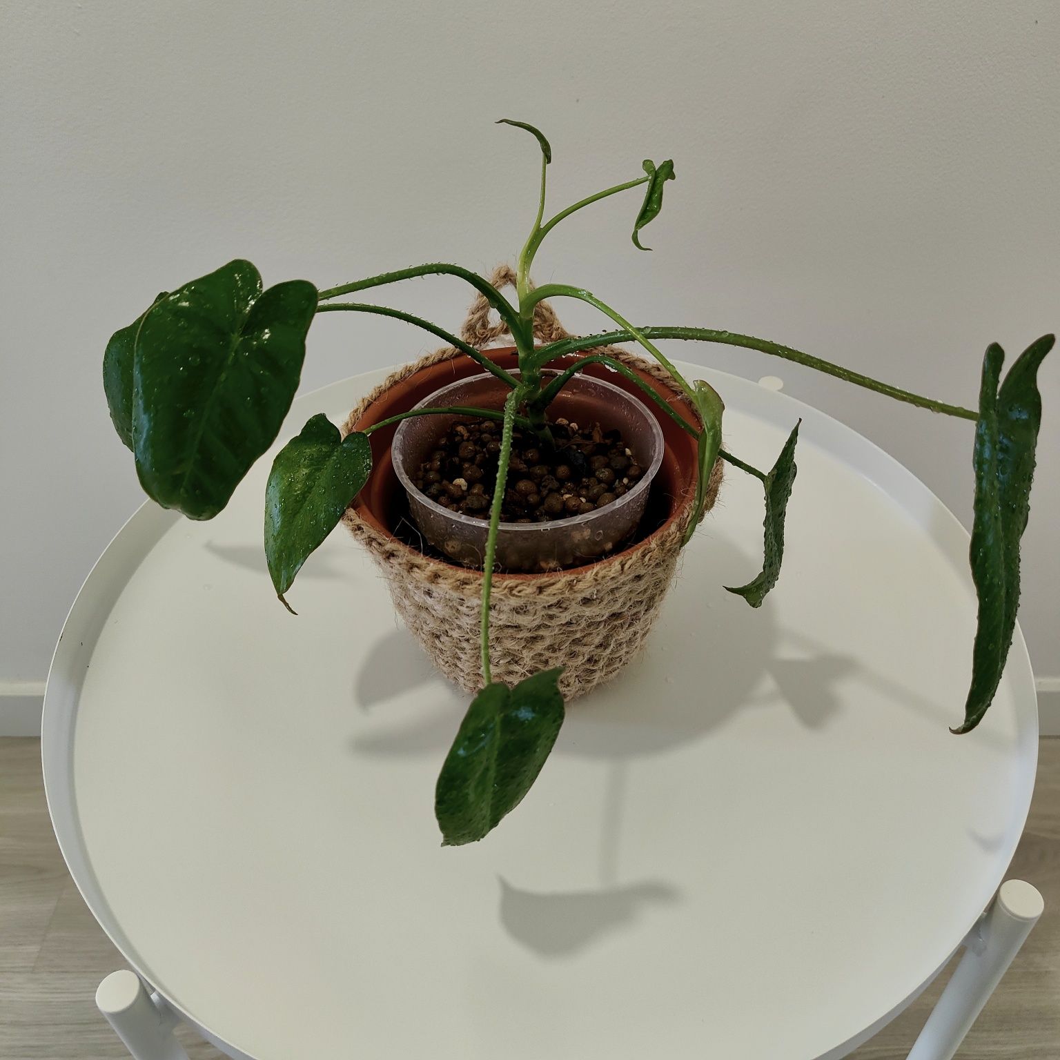 Philodrendron Paraíso Verde // planta interior