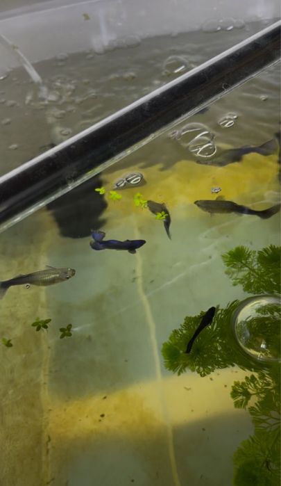 Guppys para venda