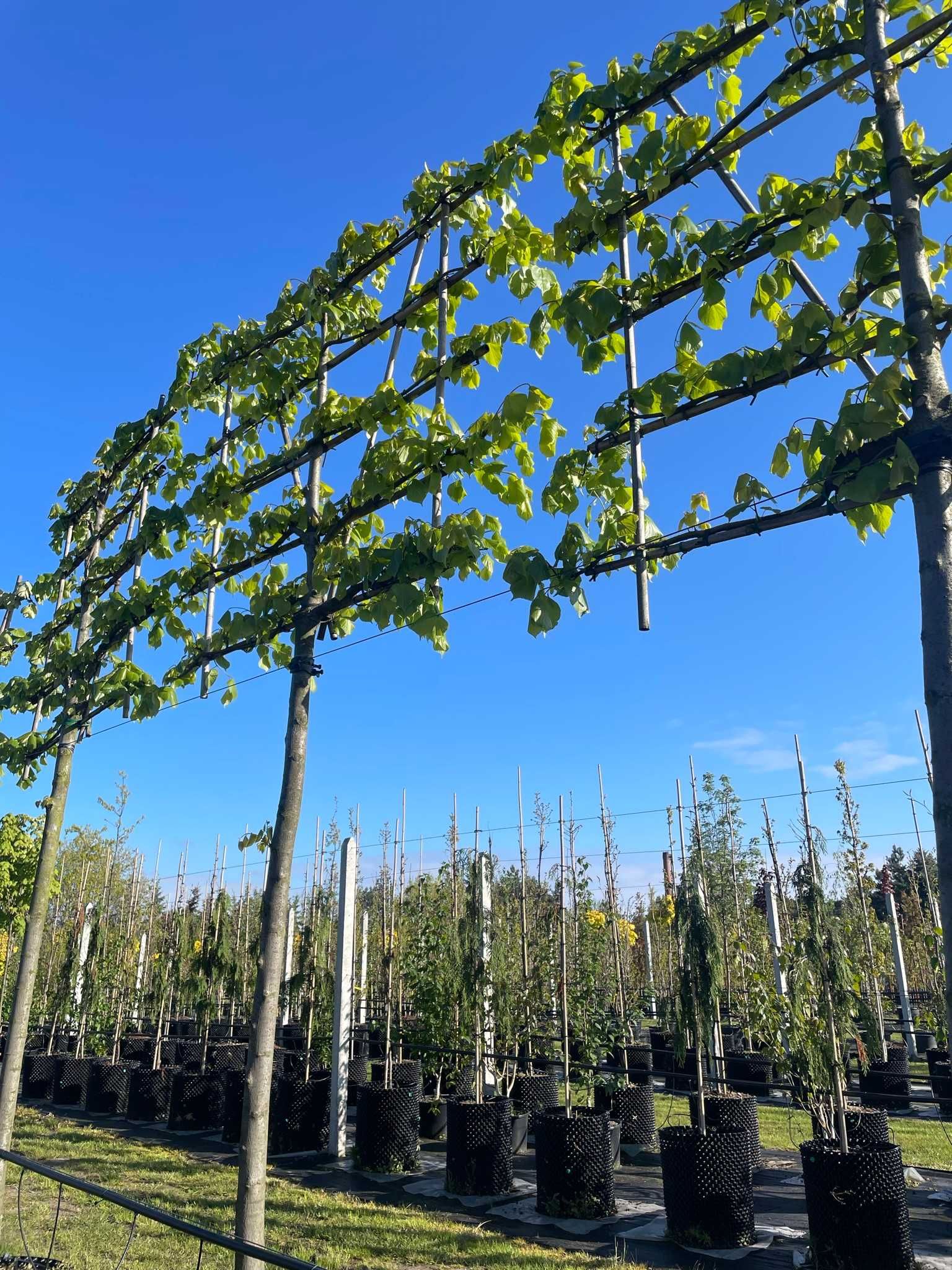 lipa drobnolistna, szerokolistna, 'Greenspire', 'Palida', 'Moltkego'