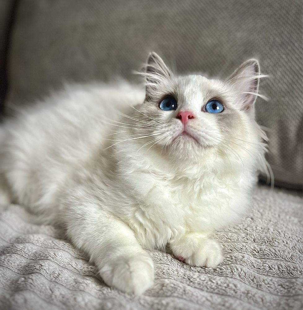 Ragdoll sliczny chlopczyk