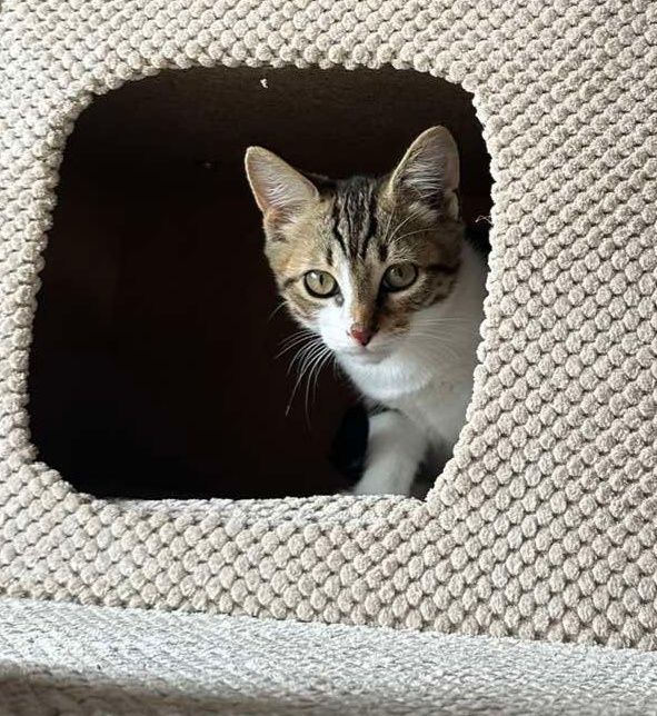 Отдам котёнка-мальчика