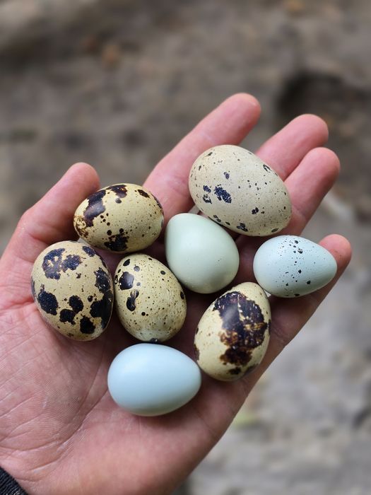 Celadon, Jumbo, Faraon, Texas teksas, włoszka, przepiórki jaja lęgowe