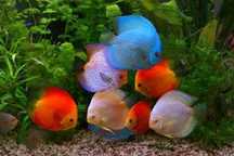 Paletki  chekebord , malboro , blue diamont , white , brown