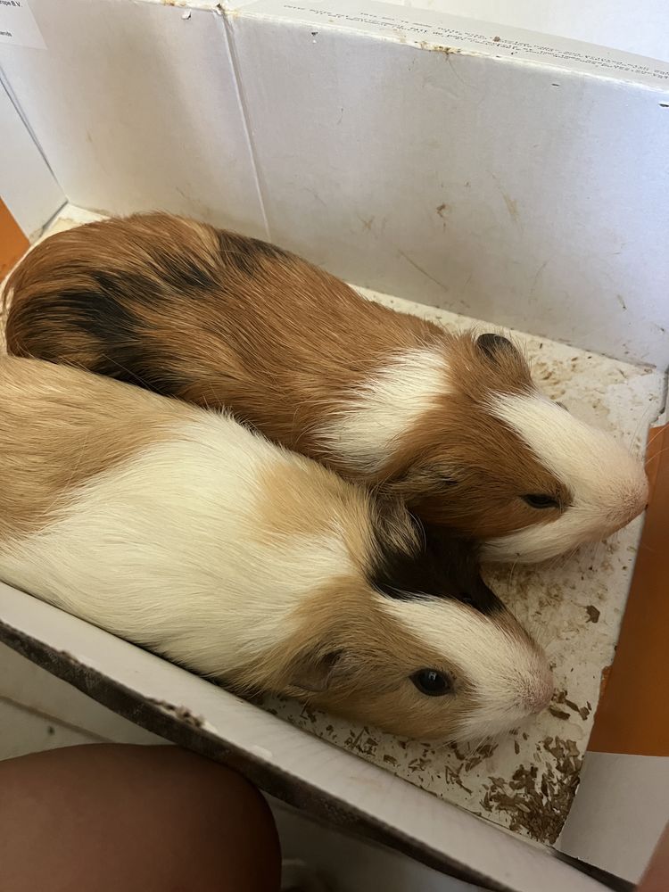 Do oddania dwie swinki morskie samiec i samiczka
