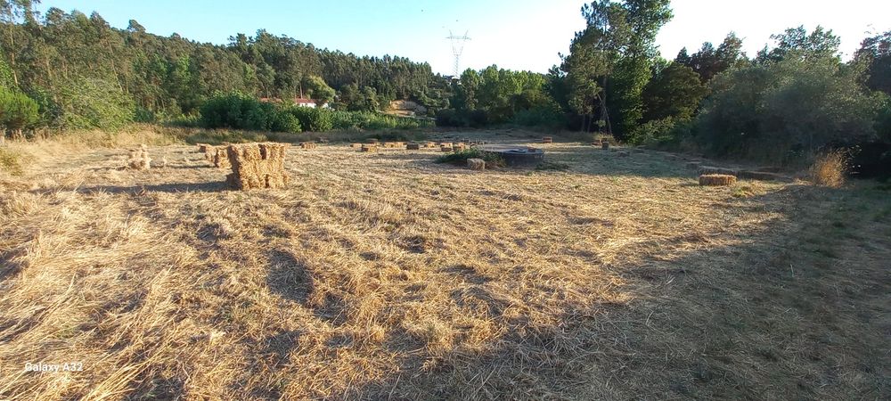 Palha nascidisa de 2025