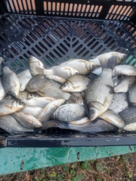 Karaś ryba żywy małe wielkie