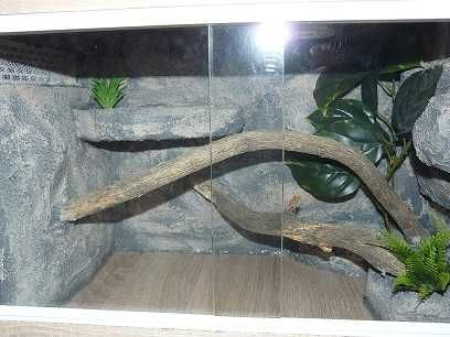 Terrarium- gekon, jaszczurka