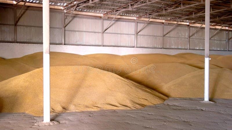Продам зерно (пшениця,ячмінь,кукурудза)